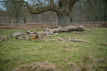Richmond Park. Majestic Oak Tree with Fallen Logs