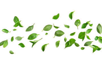 Fresh thyme leaves flying isolated on transparent white background