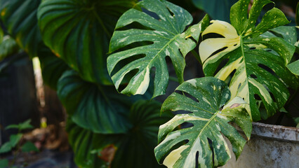 Close up of yellow and green Monstera Thai constellation leaves in the garden.