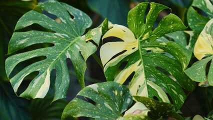 Close up of yellow and green Monstera Thai constellation leaves in the garden.
