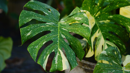 Close up of yellow and green Monstera Thai constellation leaves in the garden. © Tyada_Nam