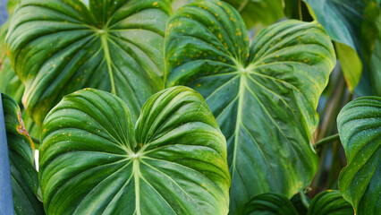 Beautiful big green leaves of Philodendron Dean McDowell