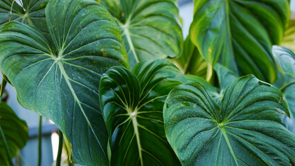 Beautiful big green leaves of Philodendron Dean McDowell