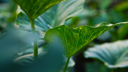 Obraz premium Rare Philodendron Giganteum Exotic Plant Foliage Close Up