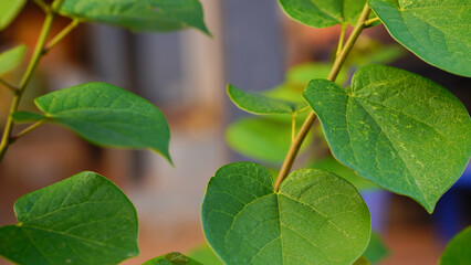 Stunning color on the leaves of an eastern redbud tree