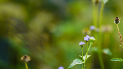 Close up of grass flower in the field with soft focus background.