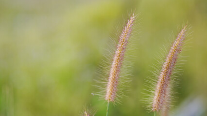 Obraz premium Close up of grass flower in the field with soft focus background.