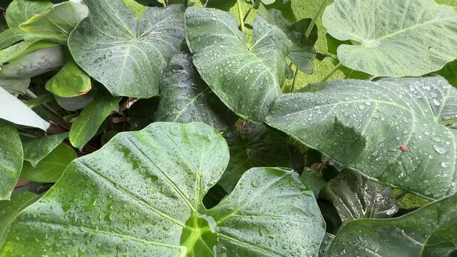plantas tropicais na chuva 