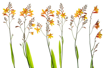 Orange crocosmia (montbretia) flowers, leaves and stems - photographed from the side on. Isolated, PNG file.