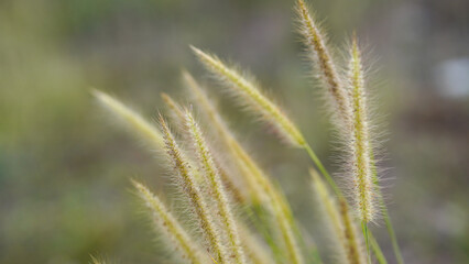 Close up of grass flower in the field with soft focus background.