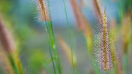 Close up of grass flower in the field with soft focus background.