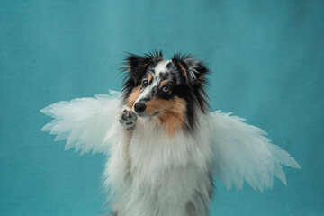 Angel Dog