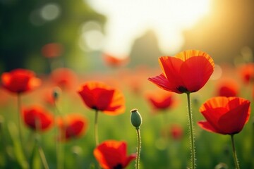 Vibrant red poppies bathed in sunlight, swaying gently , warm, sunlight