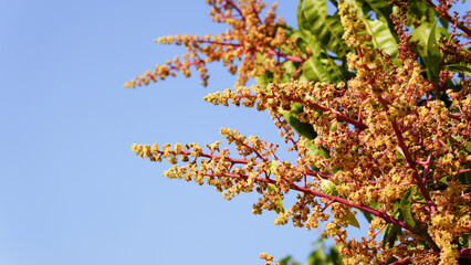 Close up of Mango flowers in a farm, A branch of inflorescence mango flowers. Selective focus of Mango flower