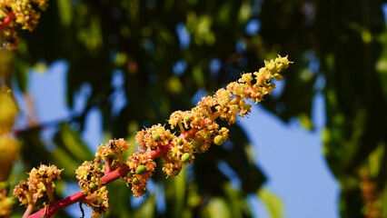 Close up of Mango flowers in a farm, A branch of inflorescence mango flowers. Selective focus of Mango flower