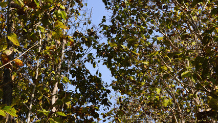Dry teak trees in autumn on the forest with blue bright sky ,summer time. Focus on tree. Noisy. Exposure. Similar others	