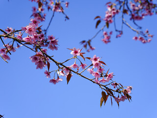 Wild Himalayan Cherry, Prunus cerasoides, Sakura in Thailand	
