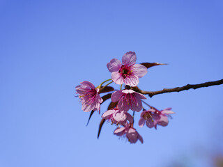 Wild Himalayan Cherry, Prunus cerasoides, Sakura in Thailand	
