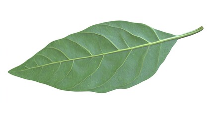 Obraz premium Isolated Vibrant Green Basil Leaf on Clean White Background