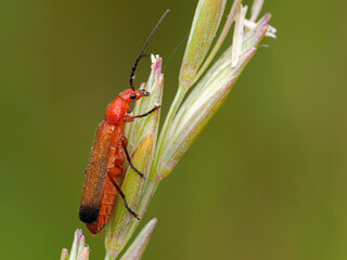 Red Soldier Beetle, Rhagonycha fulva, feeding on coastal grasses, Norfolk