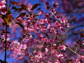 Wild Himalayan Cherry, Prunus cerasoides, Sakura in Thailand	