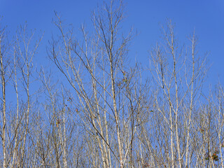 Brown branches of rubber trees in winter in Thailand	