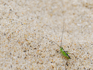 Short winged Conehead, Conocephalus dorsalis, early instar, coastal Norfolk