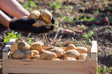 man holding potatoes harvesting. Selective focus