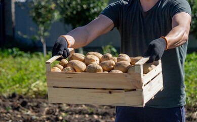 man holding potatoes harvesting. Selective focus