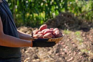 man holding potatoes harvesting. Selective focus