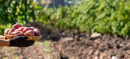 man holding potatoes harvesting. Selective focus