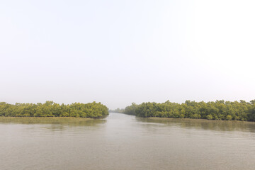 River channel and mangrove forest of Sundarban tiger reserve, India