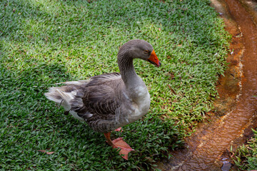 The Toulouse goose is a French breed of large domestic goose