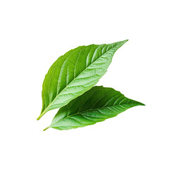 Fototapeta premium Close up of two green leaves with detailed texture and reflection on transparent background. Perfect for nature, botany and environmental themes, png