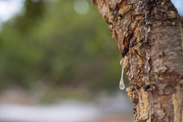 Fresh mastic drops ooze in tears from the mastic tree, reflecting light on Chios Island, Greece. A close-up shot with a dreamy bokeh background showcases the natural beauty of this precious resin