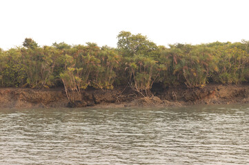 Beautiful Mangrove Date Palm forest of Sundarban tiger reserve, India