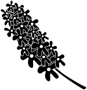 recommend clip art: hyacinth illustration decoration silhouette plant logo floral icon flower outline nature spring blossom flora garden beautiful botanical bouquet bloom shape with vector graphic background