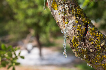 Mastic oozes in tears from mastic tree branch forming delicate resin drops on Chios Island, Greece. Rich texture and soft bokeh background highlight the authenticity of this treasured natural element