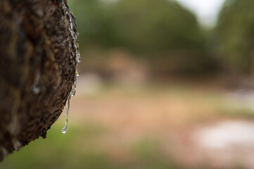 Mastic oozes in tears from mastic tree branch forming delicate resin drops on Chios Island, Greece. Rich texture and soft bokeh background highlight the authenticity of this treasured natural element