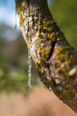 Mastic oozes in tears out of the branch of a mastic tree on Chios Island, Greece. Transparent mastic drops glisten against a soft bokeh background, highlighting this rare resins purity and tradition