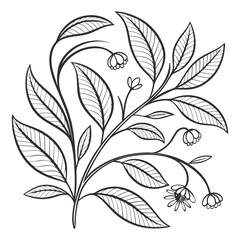 Botanical Line Art Illustration: Elegant Floral Design with Leaves, Flowers, and Delicate Branching - Vector Graphic for Creative Projects