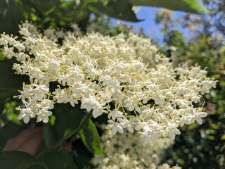
It is a fascinating sight when the black elderberry blooms in large baskets with numerous flowers in the garden or near the street