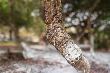 Golden mastic drops oozing in tears out of the mastic tree branch on Chios Island, Greece. The...
