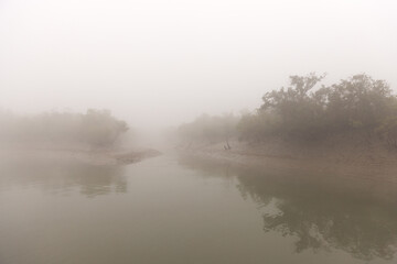 Mangrove forest of Sundarban tiger reserve in a foggy morning, India
