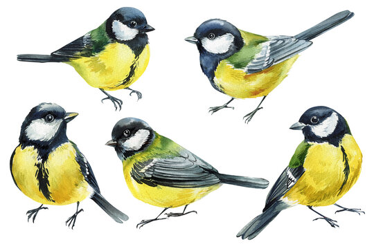 watercolor great tit birds set hand painted illustration isolated on white background nature wildlife spring clipart