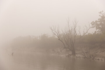 A dry mangrove tree in Sundarban tiger reserve in a foggy morning, India