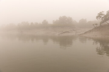 Great egret on the bank of river in mangrove forest of Sundarban tiger reserve in foggy morning,...