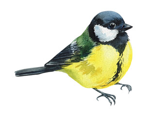 Obraz premium watercolor great tit bird front view isolated on white background colorful songbird illustration, nature wildlife card