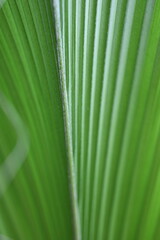Coconut plant, green background, cocos nucifera