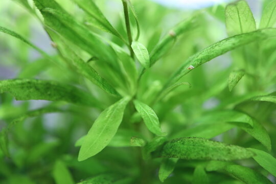 green aquarium plant, water plant, aquatic plant